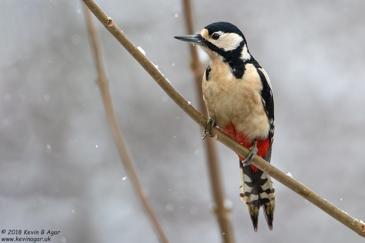 Great Spotted Woodpecker, Dendrocopos major Canon EOS 7D Mark II f/5.6 1/800sec ISO-800 700mm
