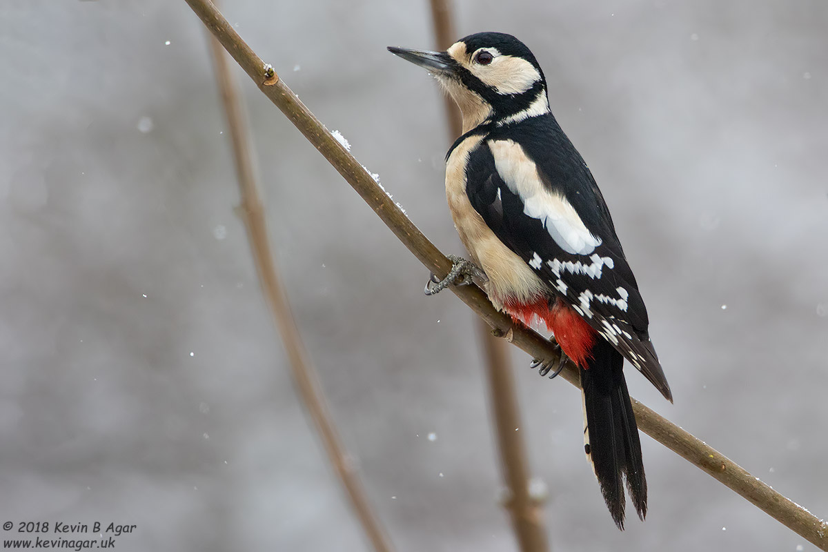 Great Spotted Woodpecker, Dendrocopos major Canon EOS 7D Mark II f/5.6 1/1000sec ISO-800 700mm