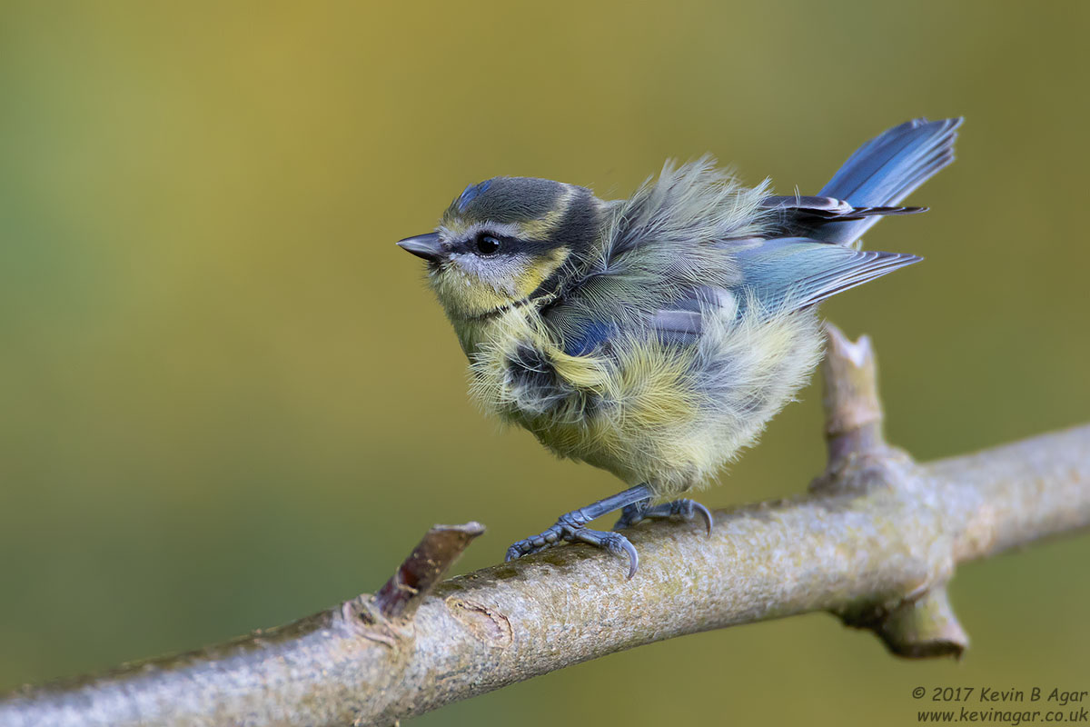 7D2_3606.jpg 7D2_3606.jpg