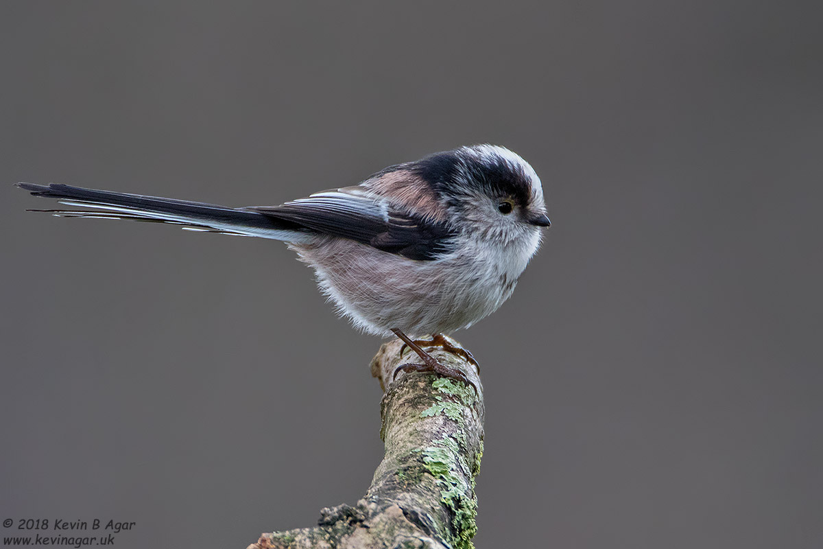 7D2_3152.jpg 7D2_3152.jpg