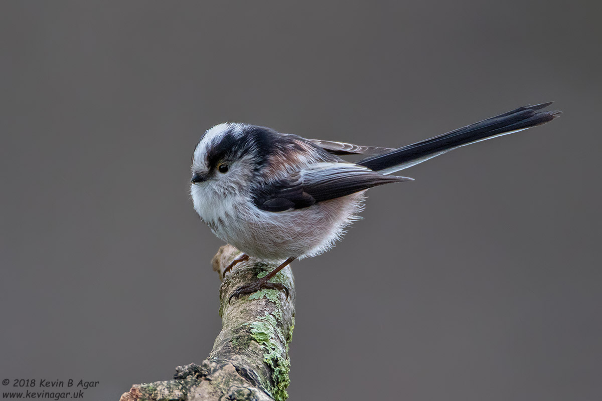 7D2_3155.jpg 7D2_3155.jpg