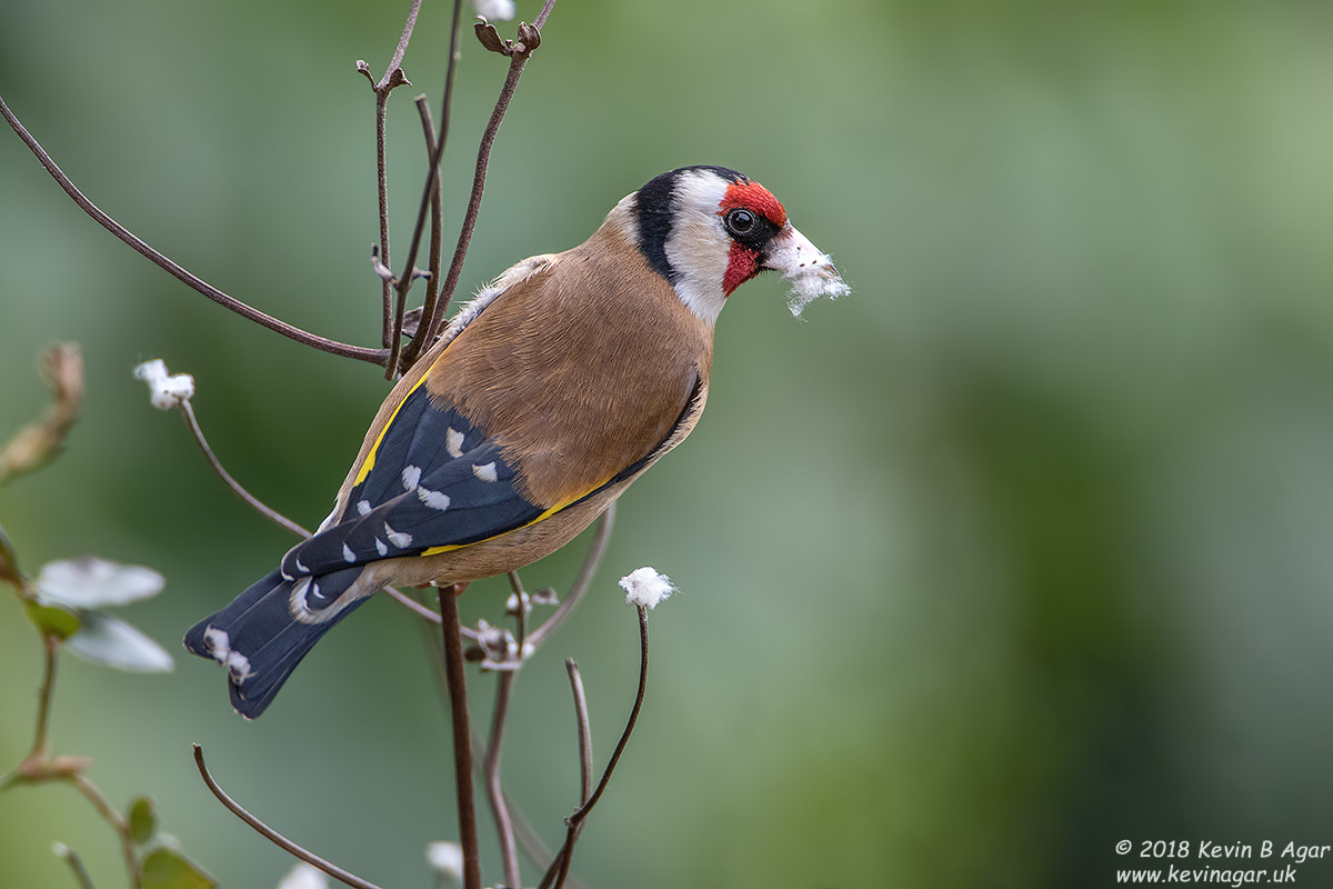 7D2_3273.jpg 7D2_3273.jpg