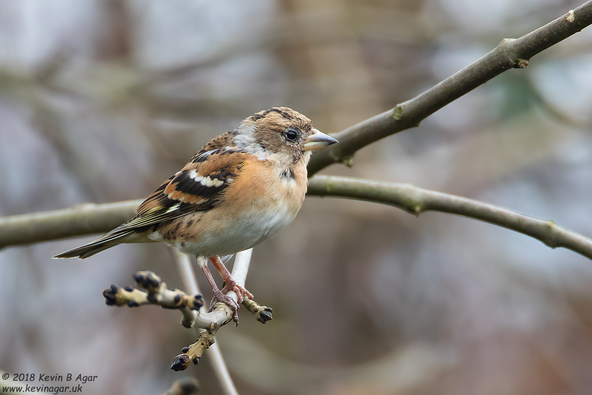 7D2_3381.jpg 7D2_3381.jpg