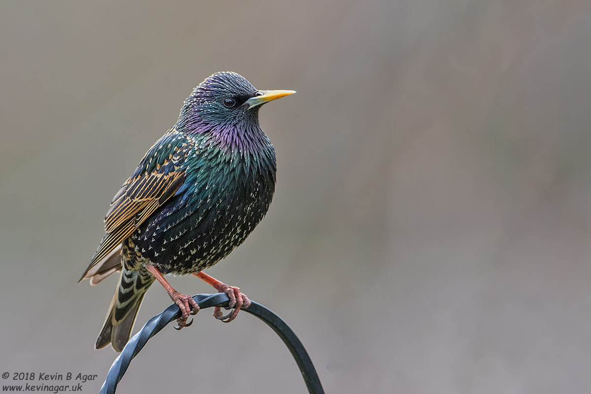 7D2_3765.jpg 7D2_3765.jpg