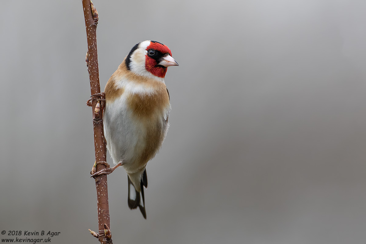 7D2_3868.jpg 7D2_3868.jpg