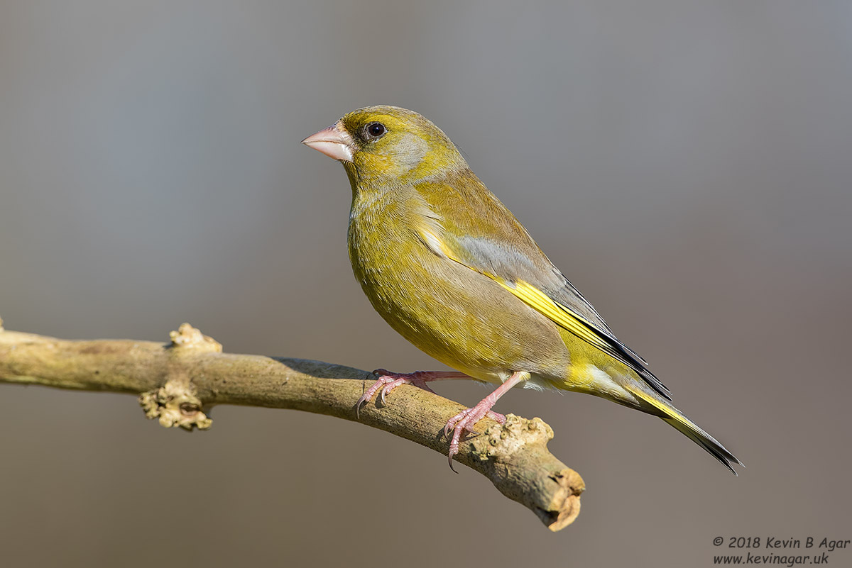 7D2_3928.jpg 7D2_3928.jpg