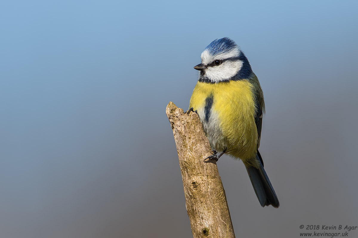 7D2_3949.jpg 7D2_3949.jpg