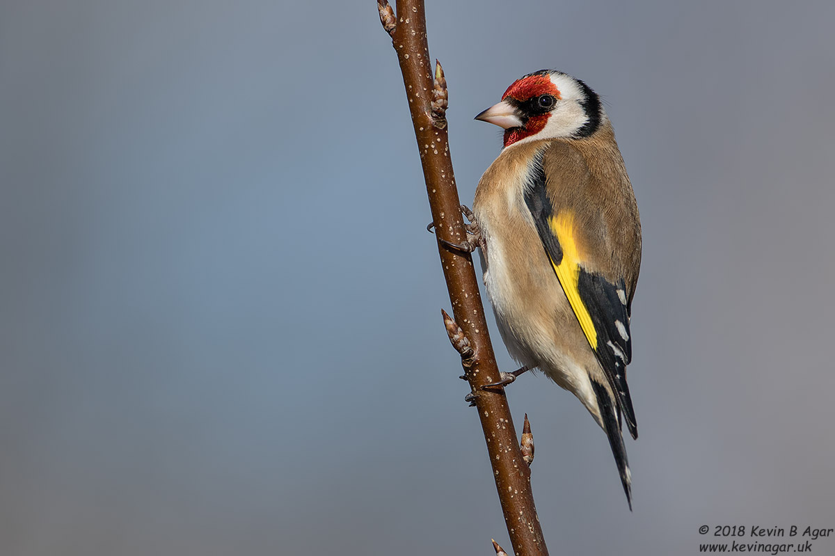 7D2_3961.jpg 7D2_3961.jpg