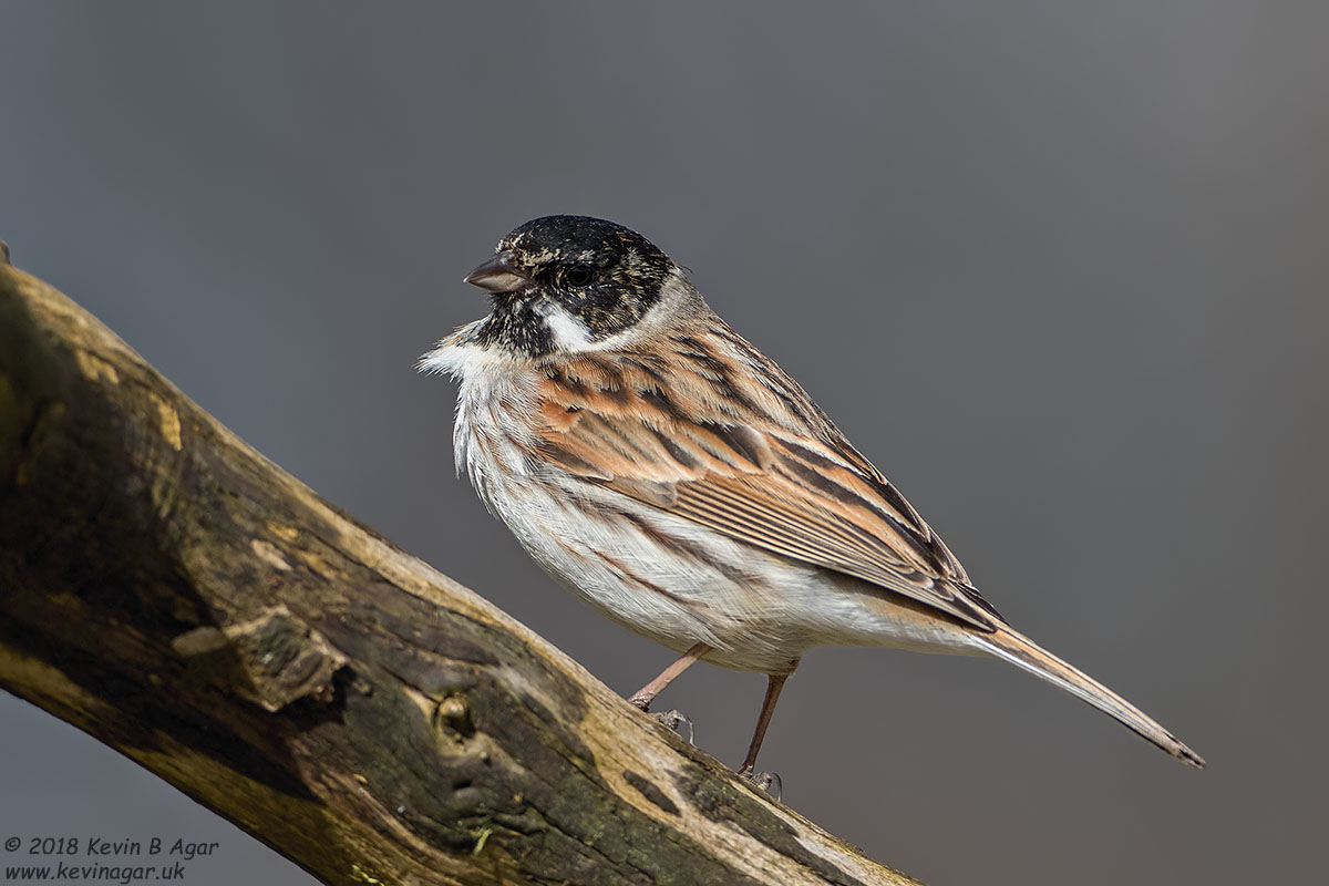 7D2_4010.jpg 7D2_4010.jpg