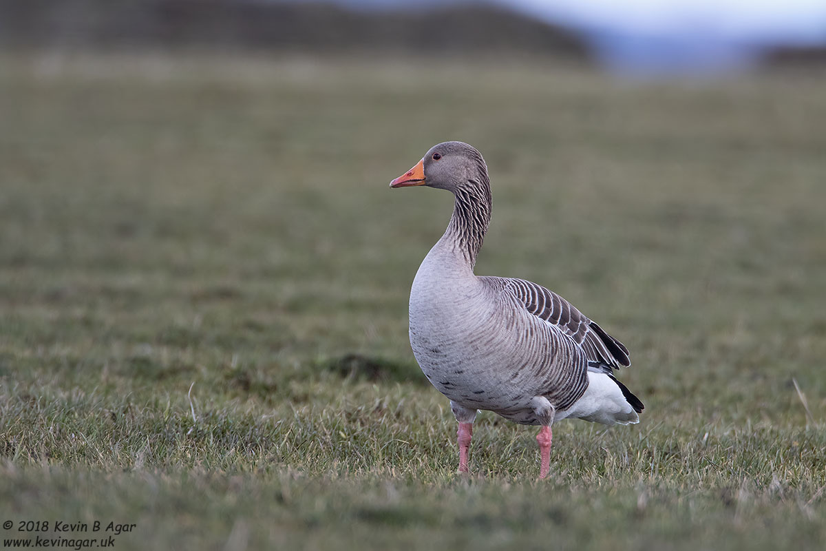 7D2_4038.jpg 7D2_4038.jpg