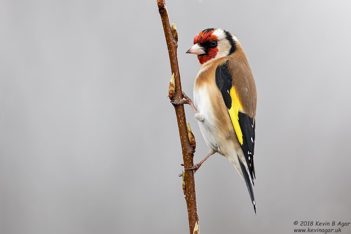 7D2_4429.jpg 7D2_4429.jpg