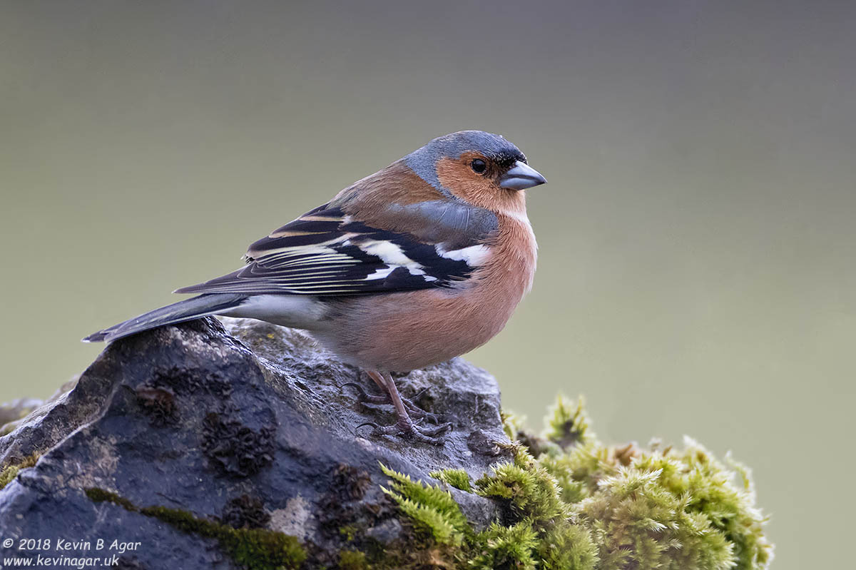 7D2_4098-2.jpg 7D2_4098-2.jpg