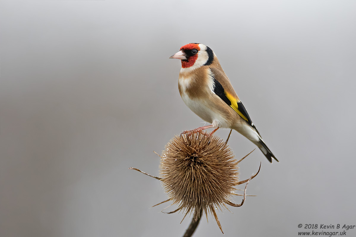 7D2_4123-2.jpg 7D2_4123-2.jpg