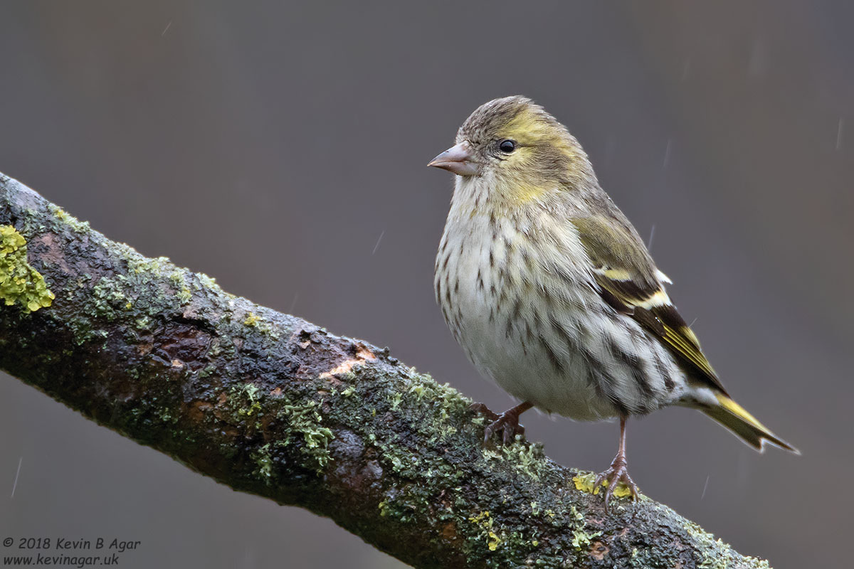 7D2_3556-2.jpg 7D2_3556-2.jpg