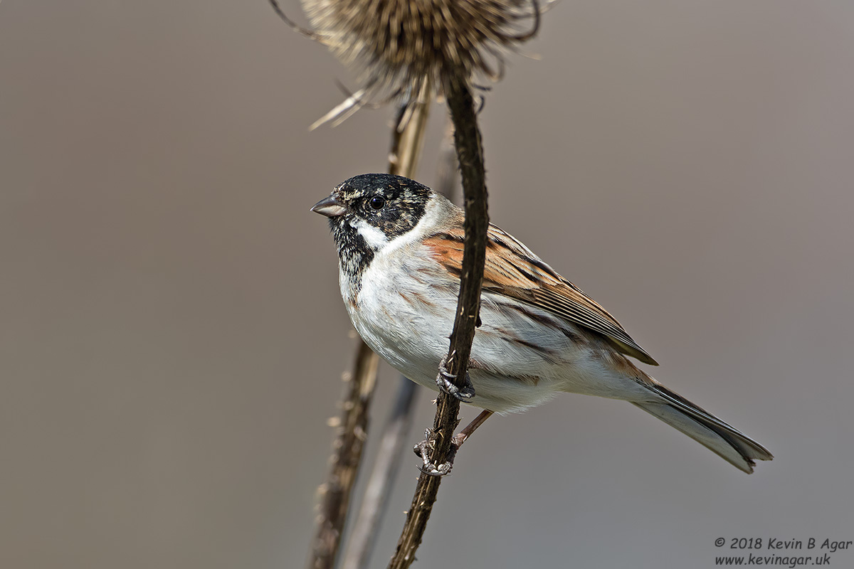 7D2_4004-2.jpg