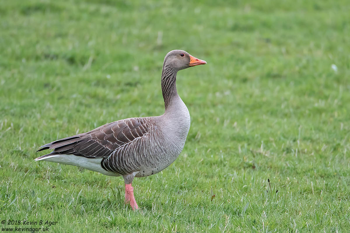 7D2_4612.jpg 7D2_4612.jpg