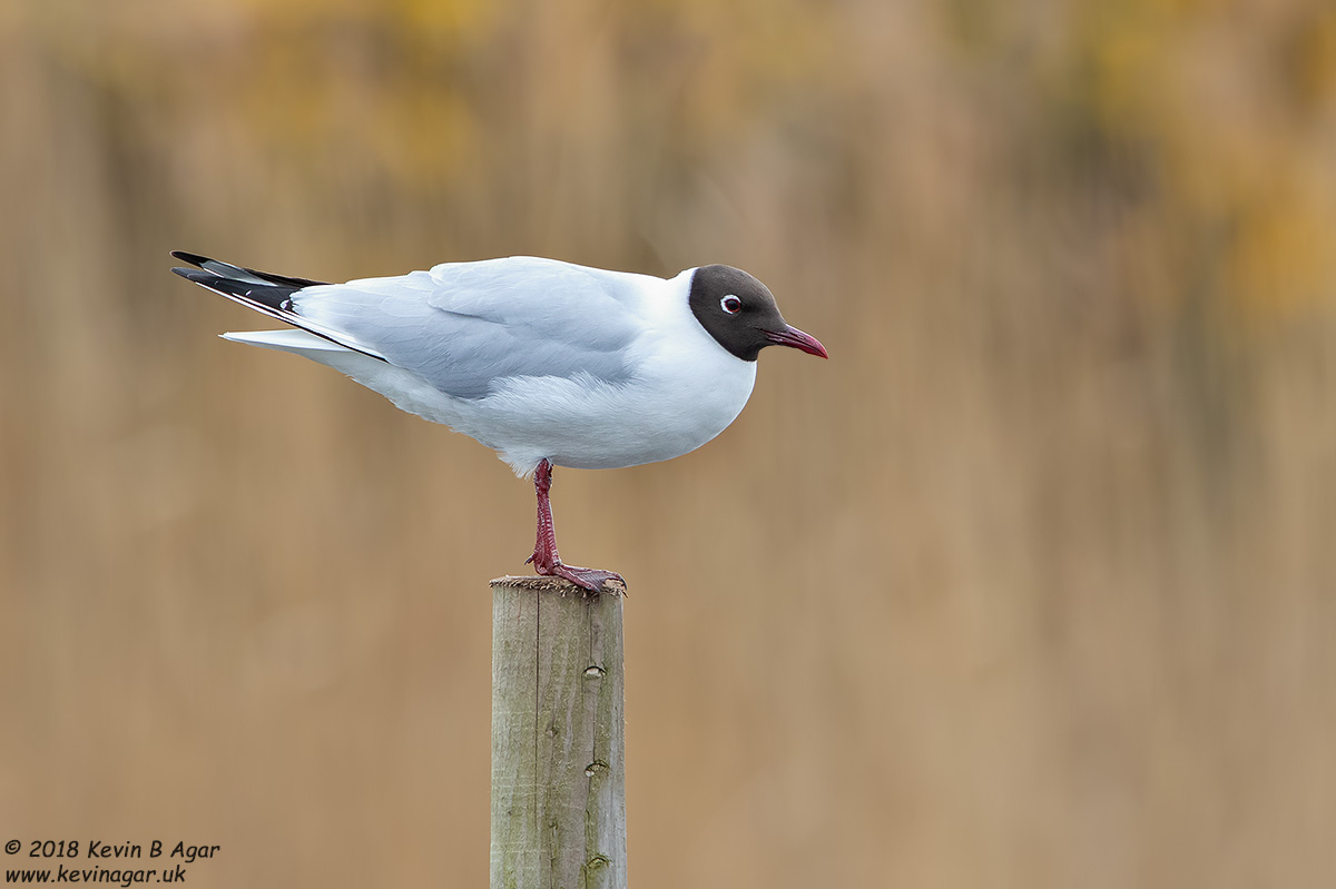 7D2_4815.jpg 7D2_4815.jpg