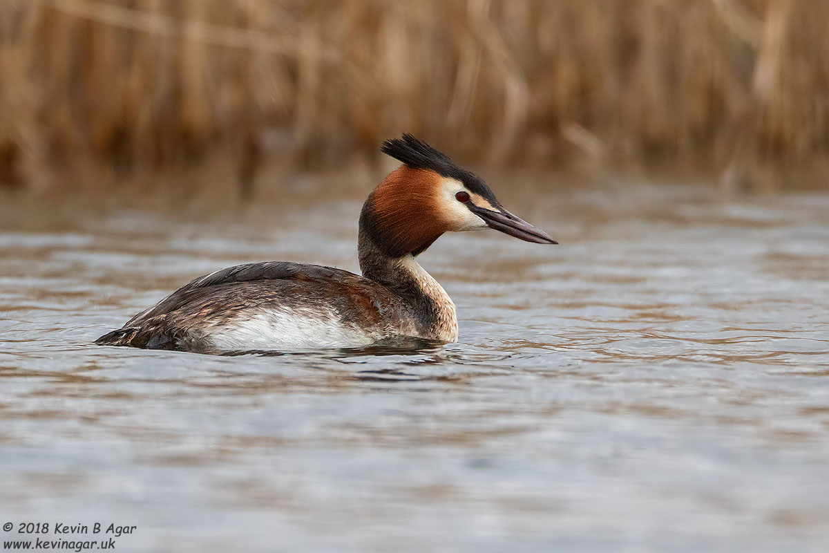 7D2_4545.jpg 7D2_4545.jpg