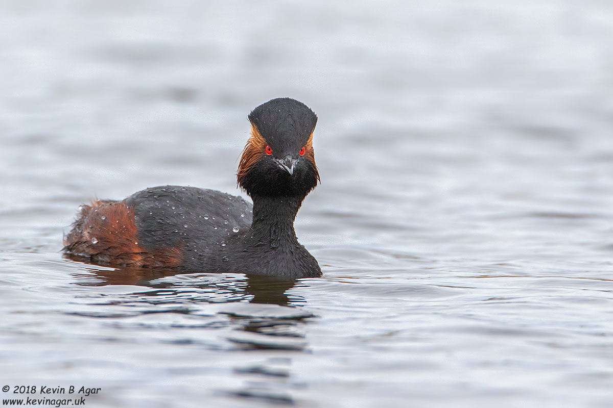 7D2_4695.jpg 7D2_4695.jpg