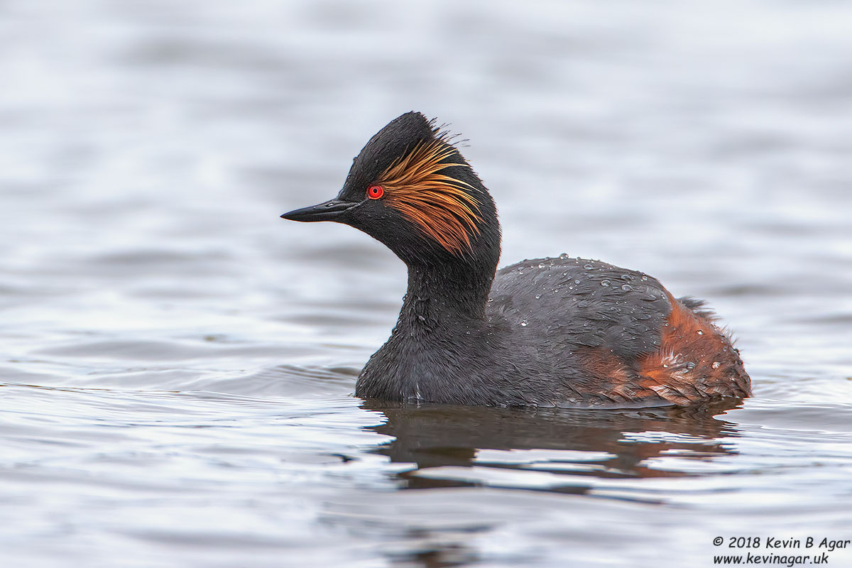 7D2_4699.jpg 7D2_4699.jpg