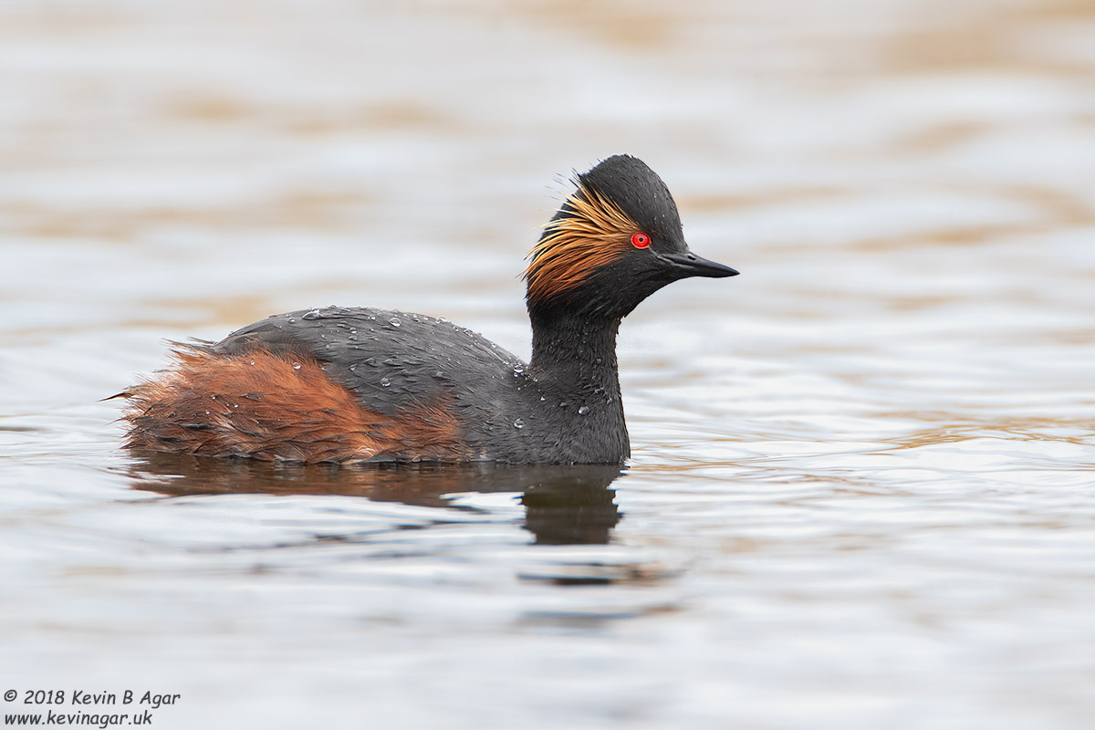 7D2_4751.jpg 7D2_4751.jpg