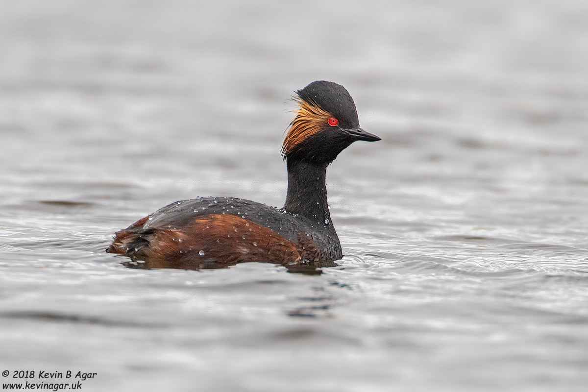 7D2_4794.jpg 7D2_4794.jpg