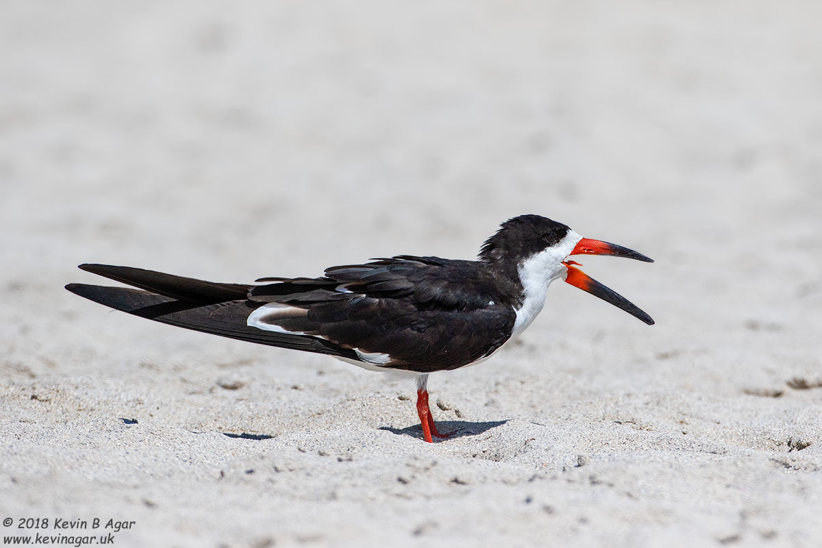 7D2_4820.jpg 7D2_4820.jpg