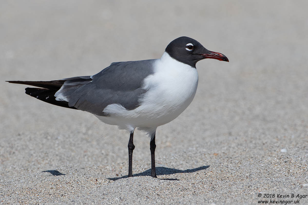 7D2_4862.jpg 7D2_4862.jpg