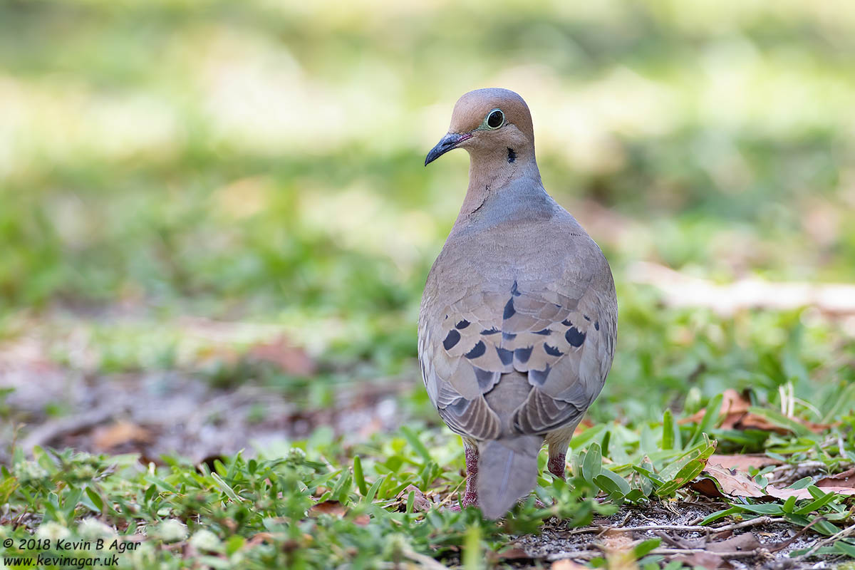 7D2_5090.jpg 7D2_5090.jpg