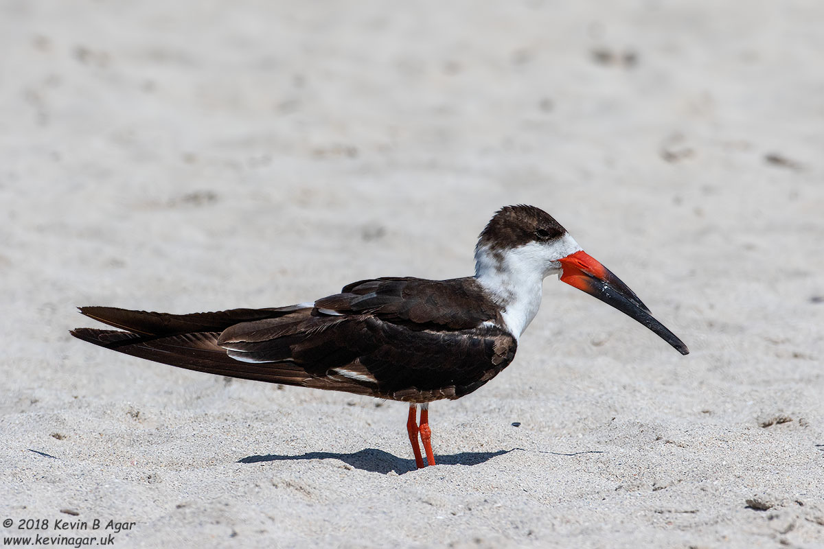 7D2_4829.jpg 7D2_4829.jpg