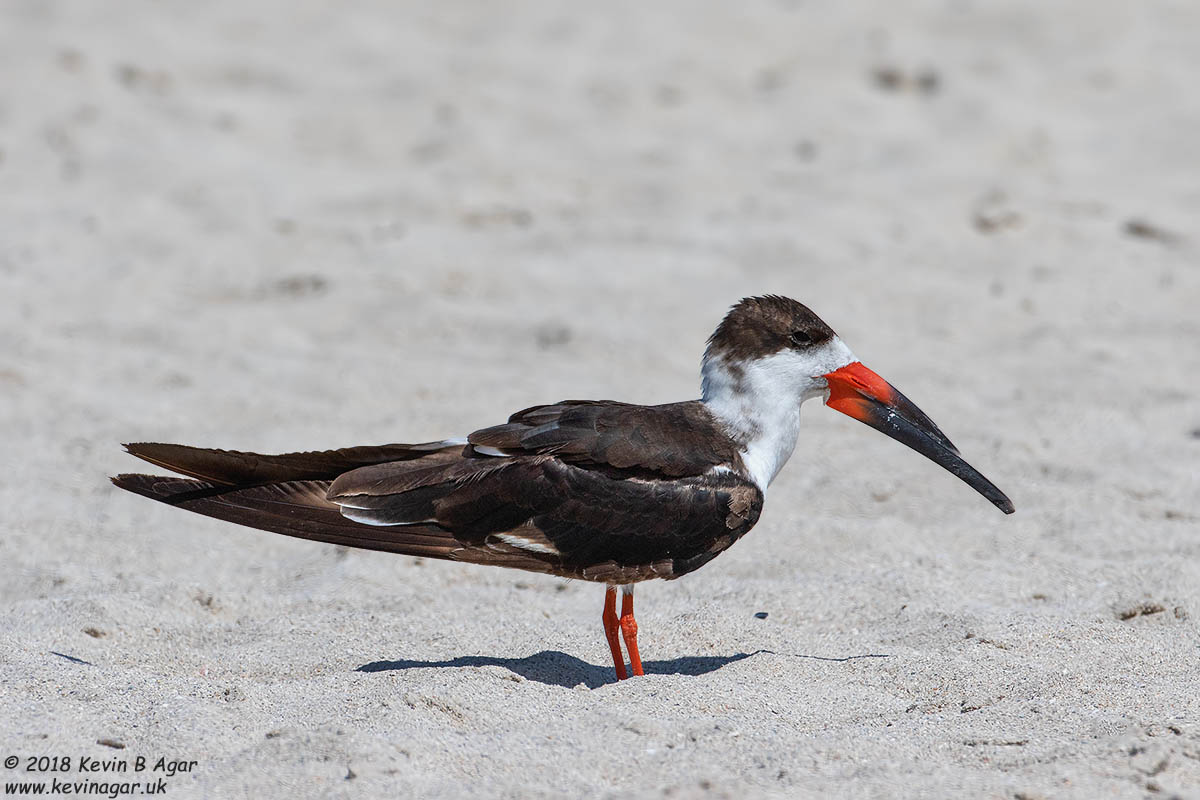 7D2_4831.jpg 7D2_4831.jpg