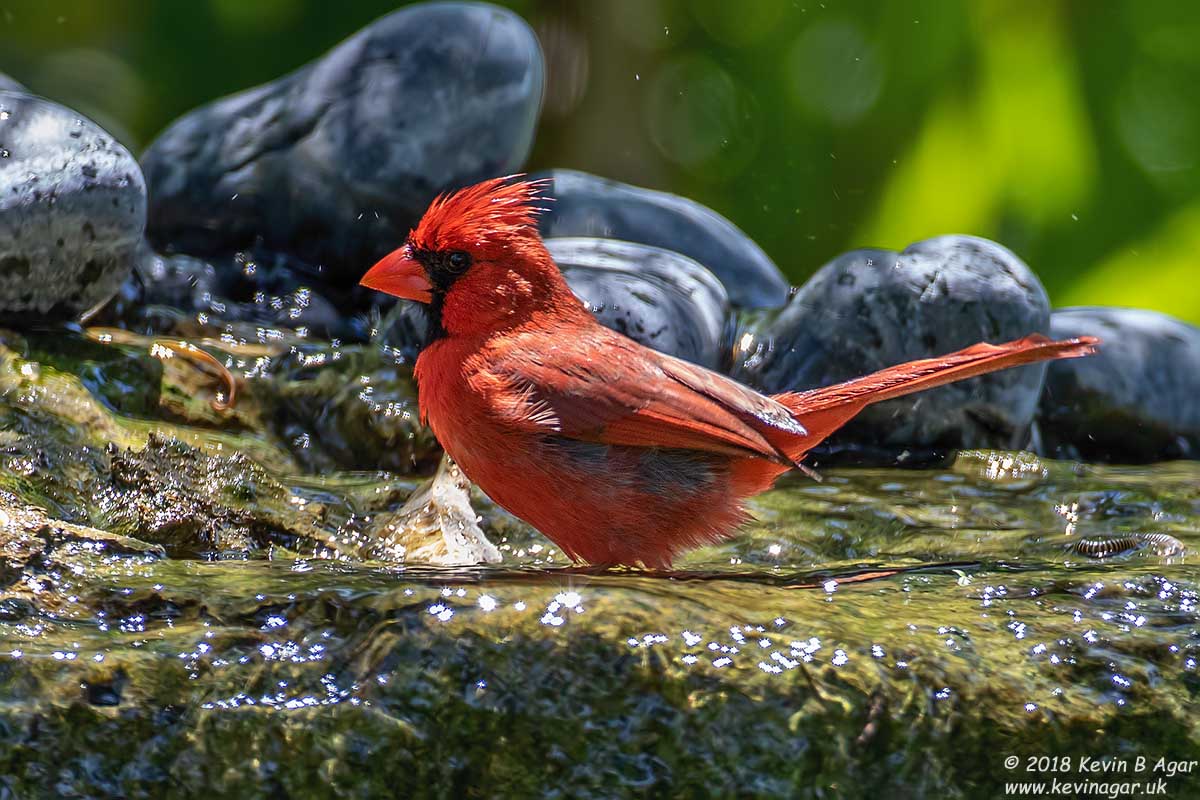 7D2_4977.jpg 7D2_4977.jpg