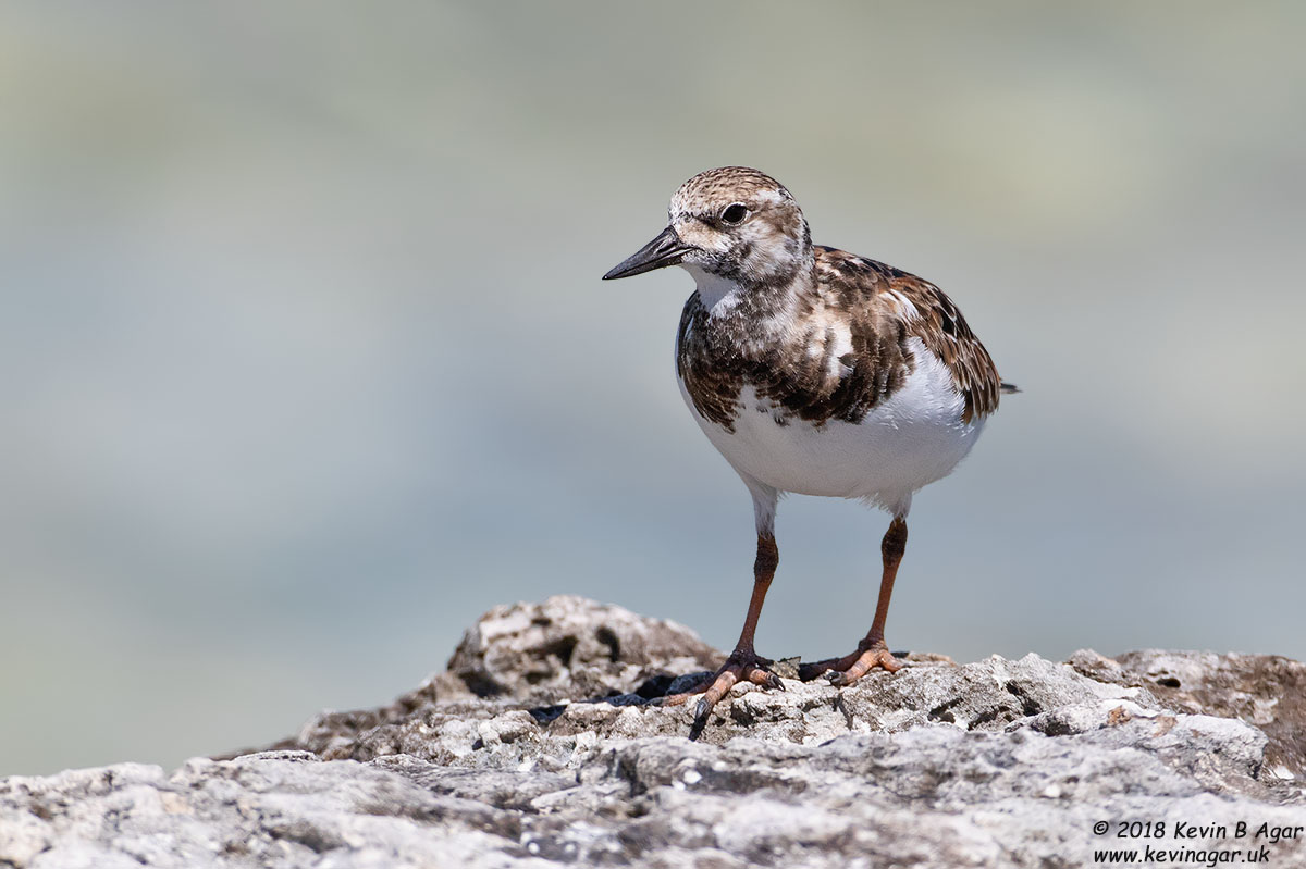 7D2_5456.jpg 7D2_5456.jpg