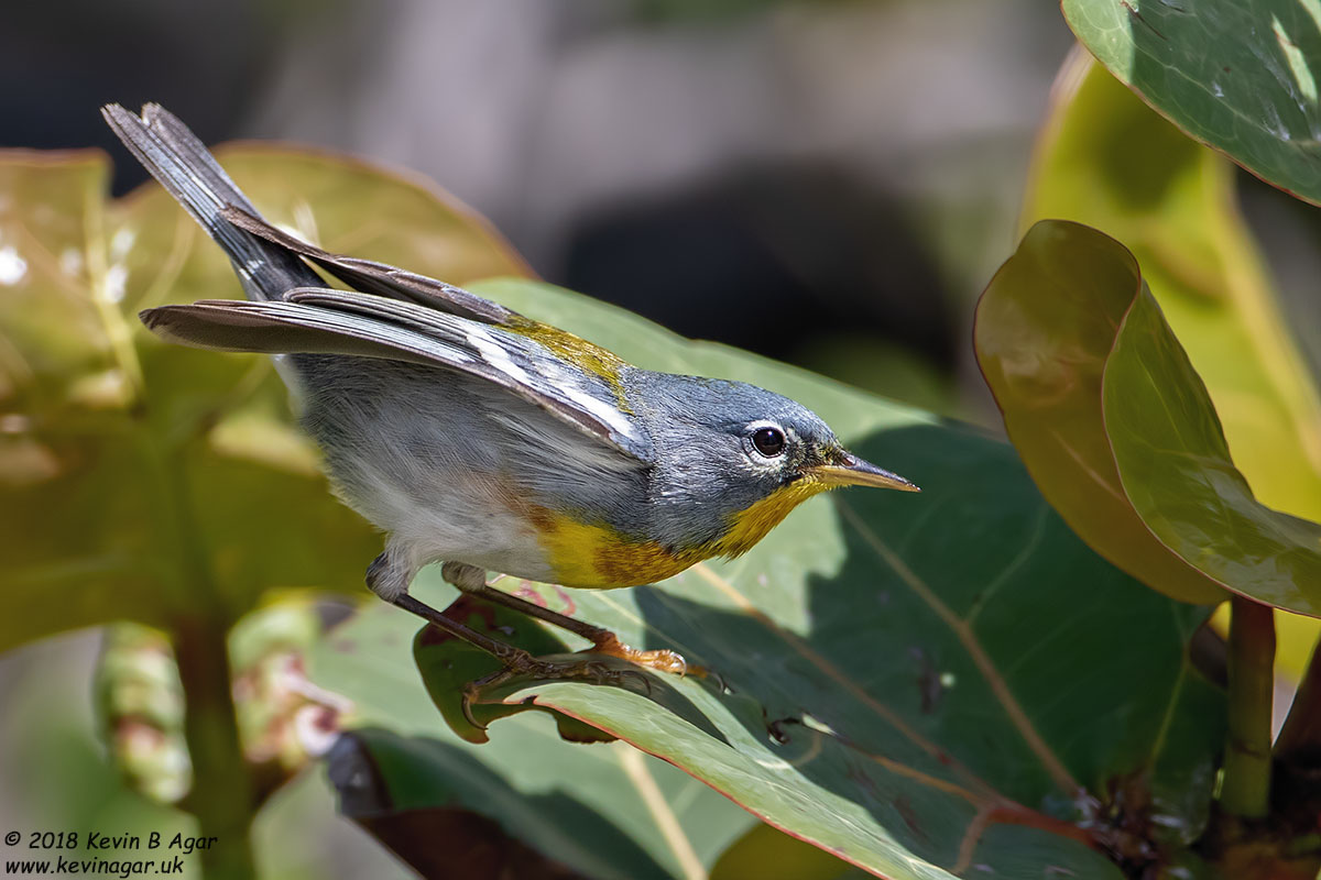 7D2_5584.jpg 7D2_5584.jpg