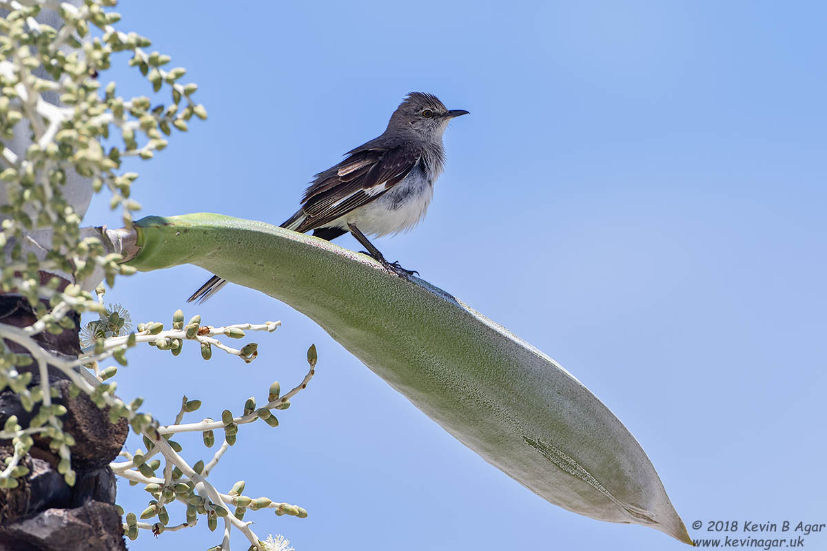 7D2_6284.jpg 7D2_6284.jpg