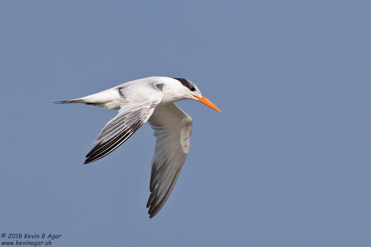 7D2_4953.jpg 7D2_4953.jpg