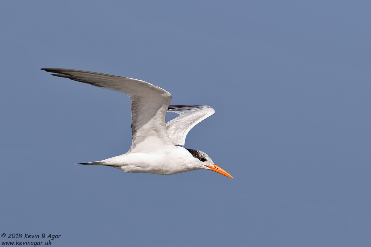 7D2_4948.jpg 7D2_4948.jpg