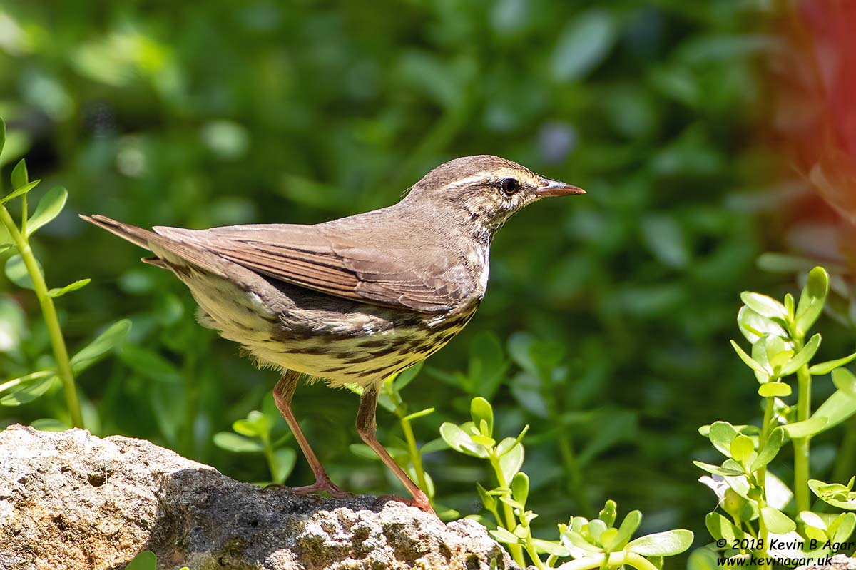 7D2_4992.jpg 7D2_4992.jpg