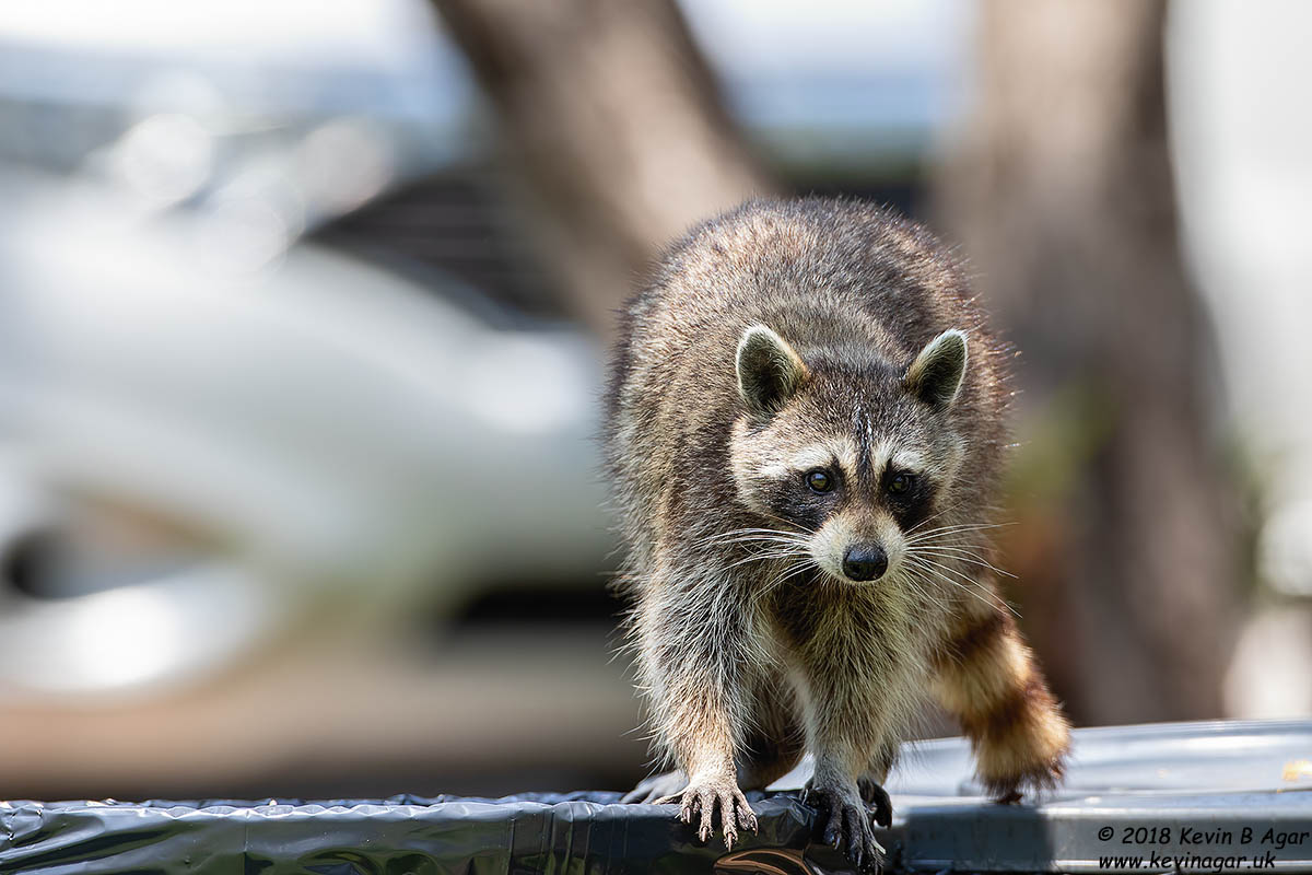 7D2_5119.jpg 7D2_5119.jpg