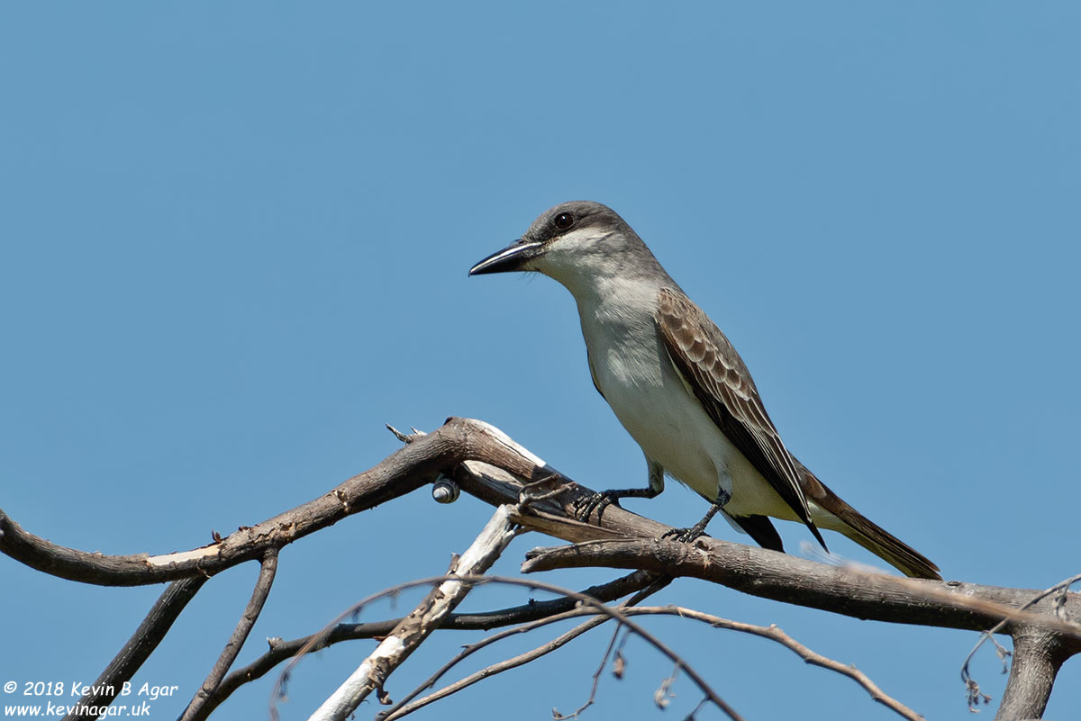 7D2_5170.jpg 7D2_5170.jpg