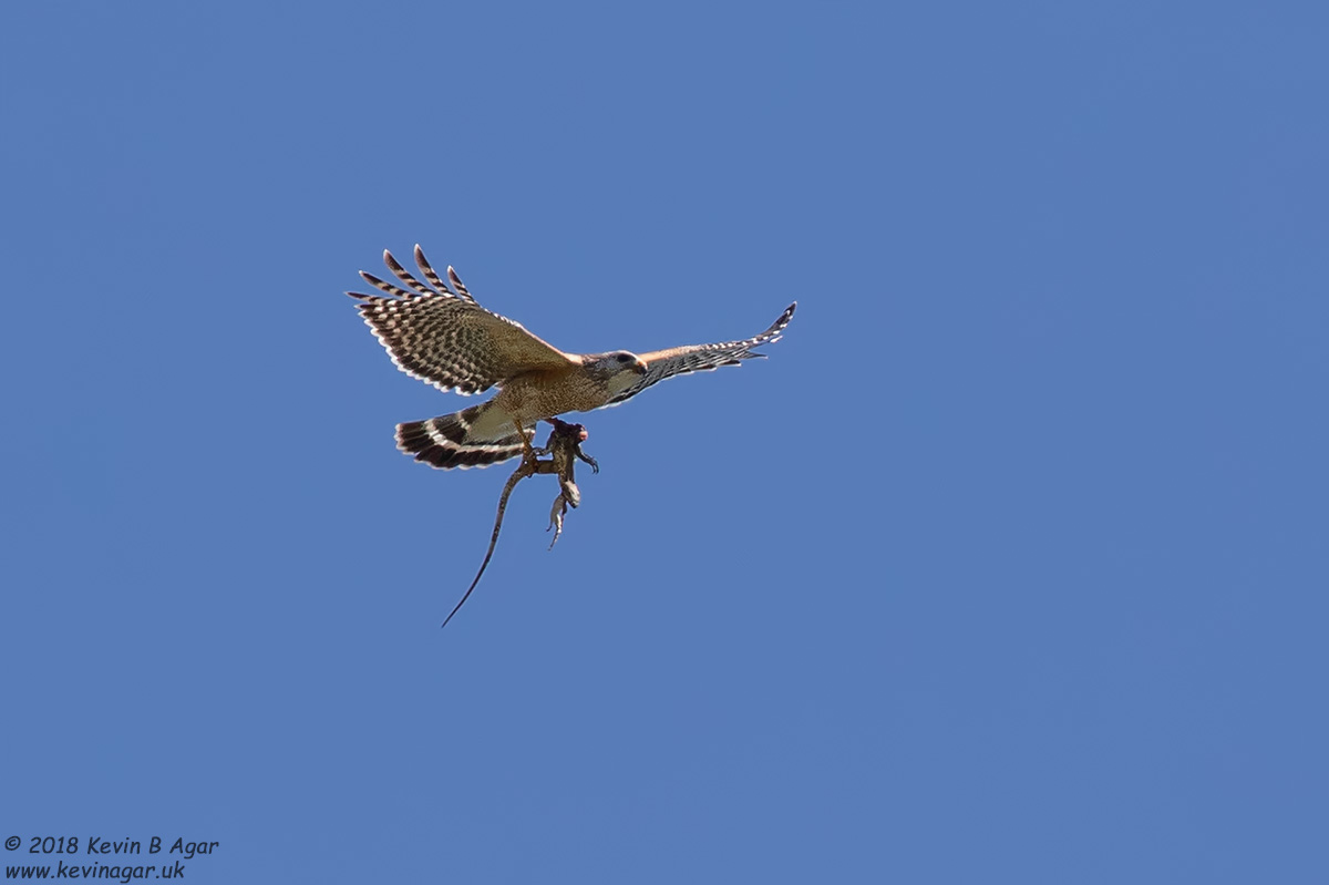 7D2_5071.jpg 7D2_5071.jpg