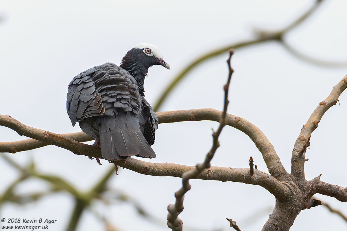 7D2_5305.jpg 7D2_5305.jpg