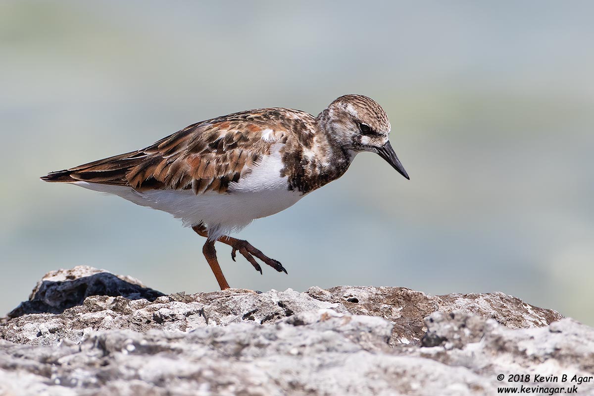 7D2_5459.jpg 7D2_5459.jpg