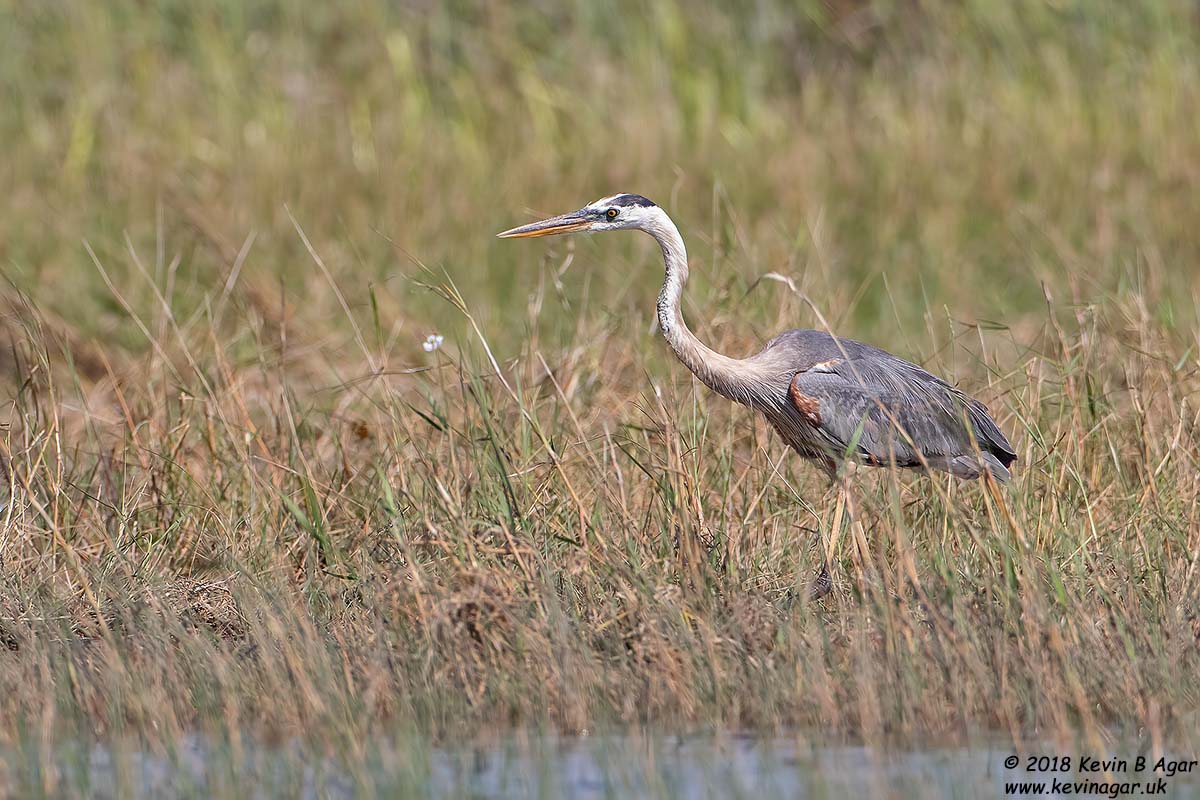 7D2_5611.jpg 7D2_5611.jpg