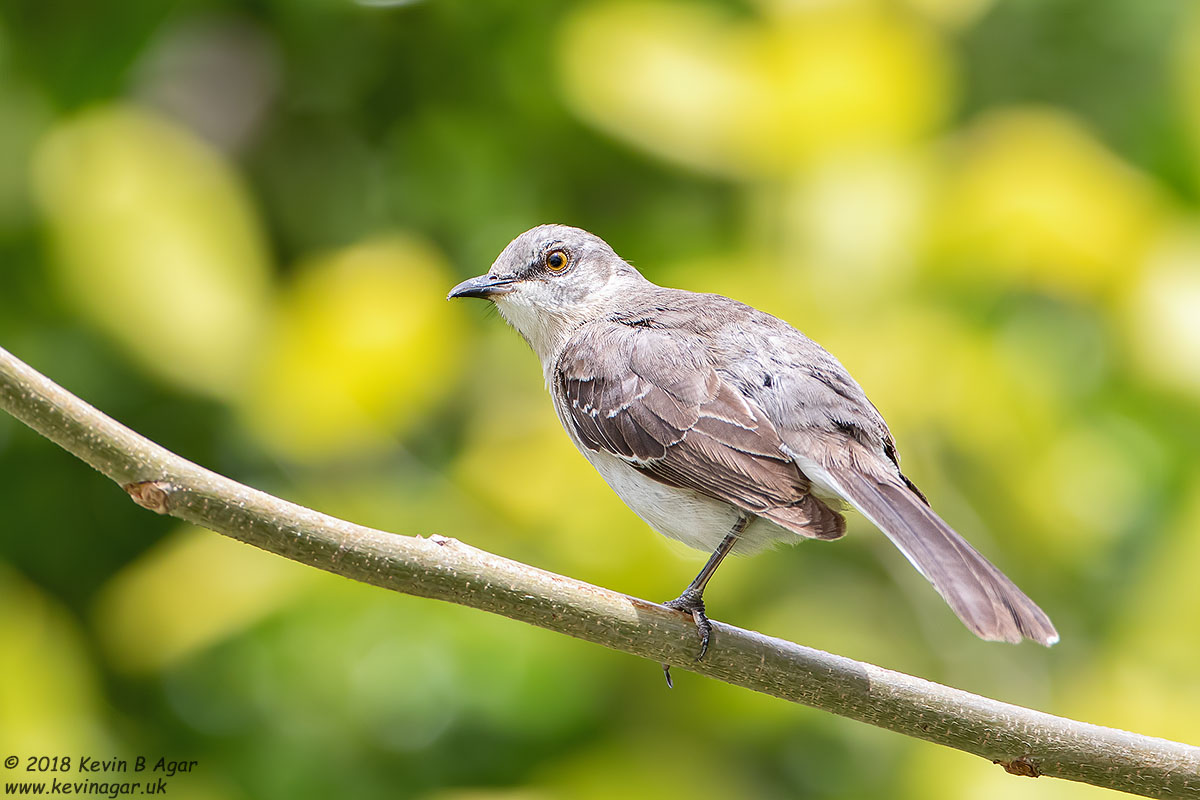 7D2_5283.jpg 7D2_5283.jpg