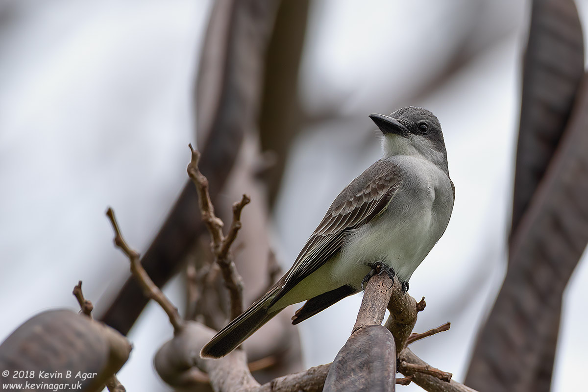 7D2_5323.jpg 7D2_5323.jpg