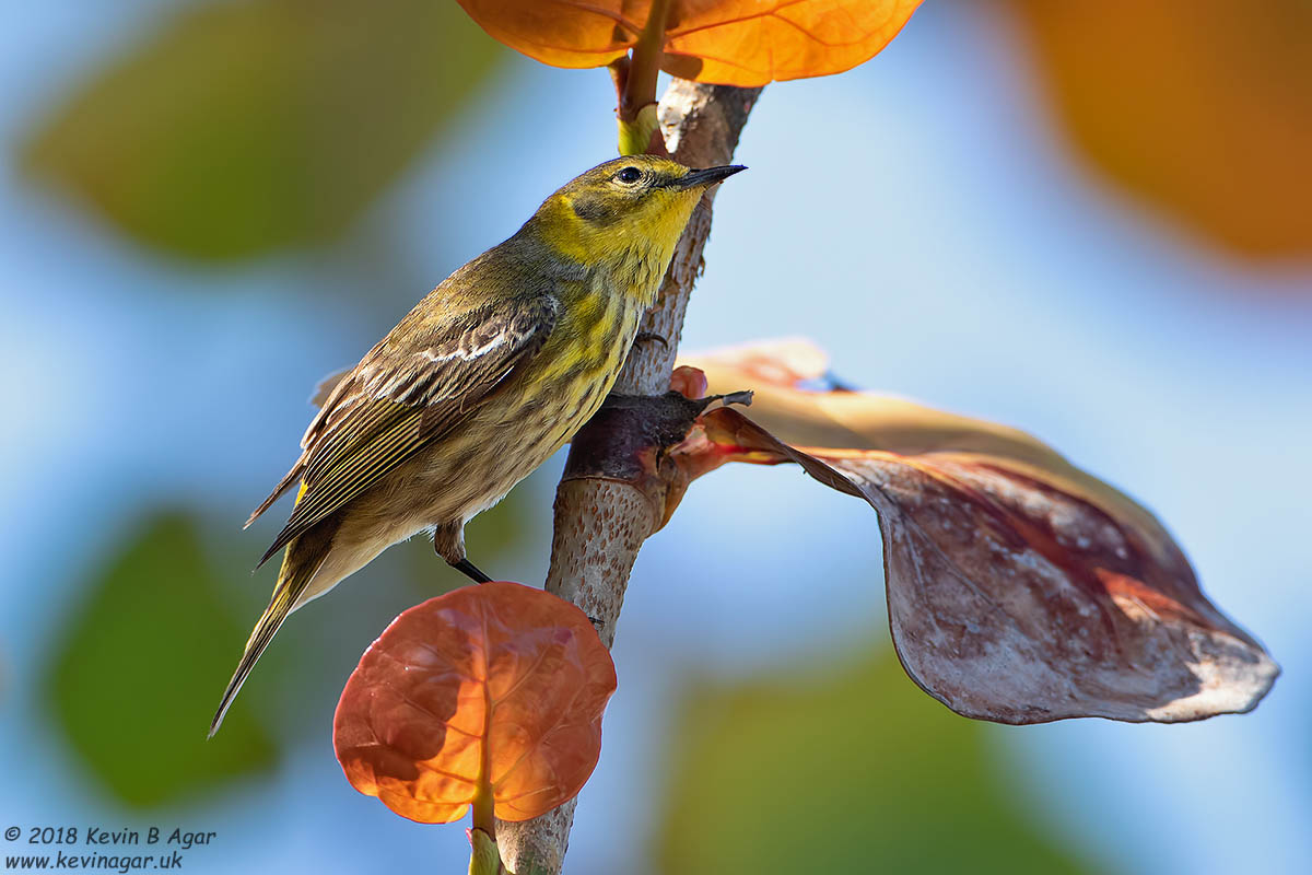 7D2_5345.jpg 7D2_5345.jpg