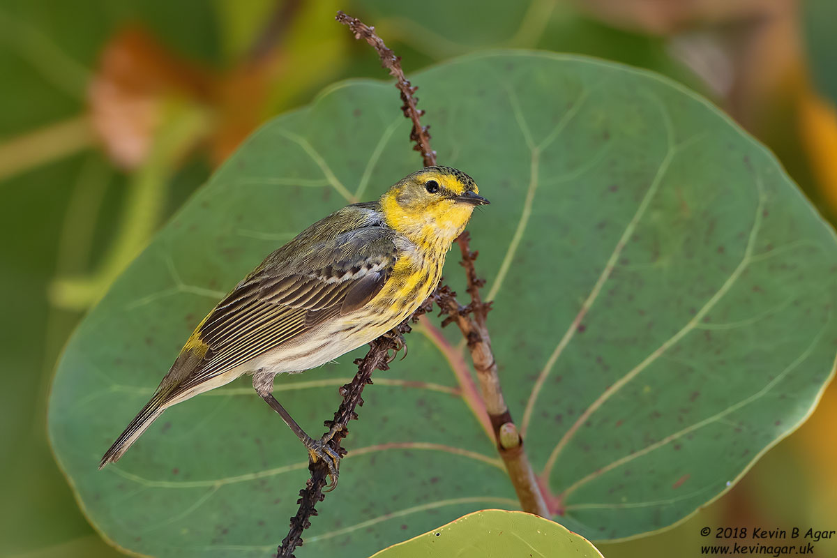 7D2_5450.jpg 7D2_5450.jpg