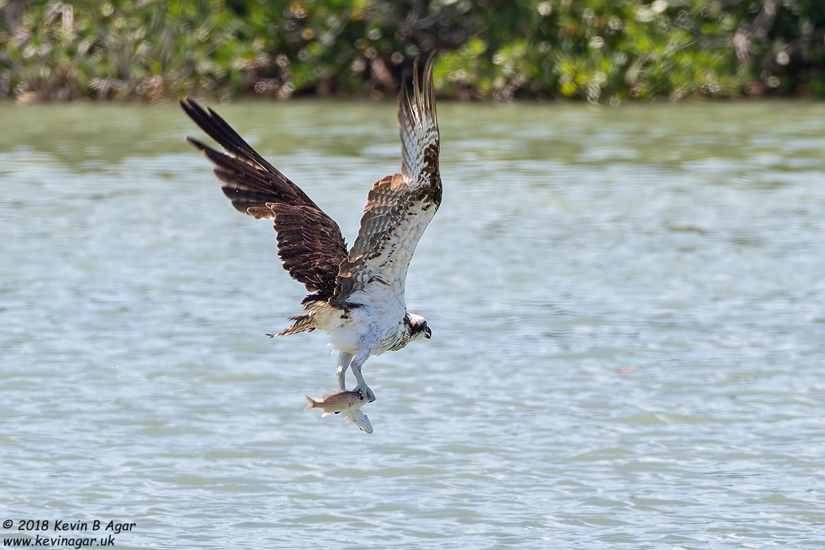 7D2_6341.jpg 7D2_6341.jpg