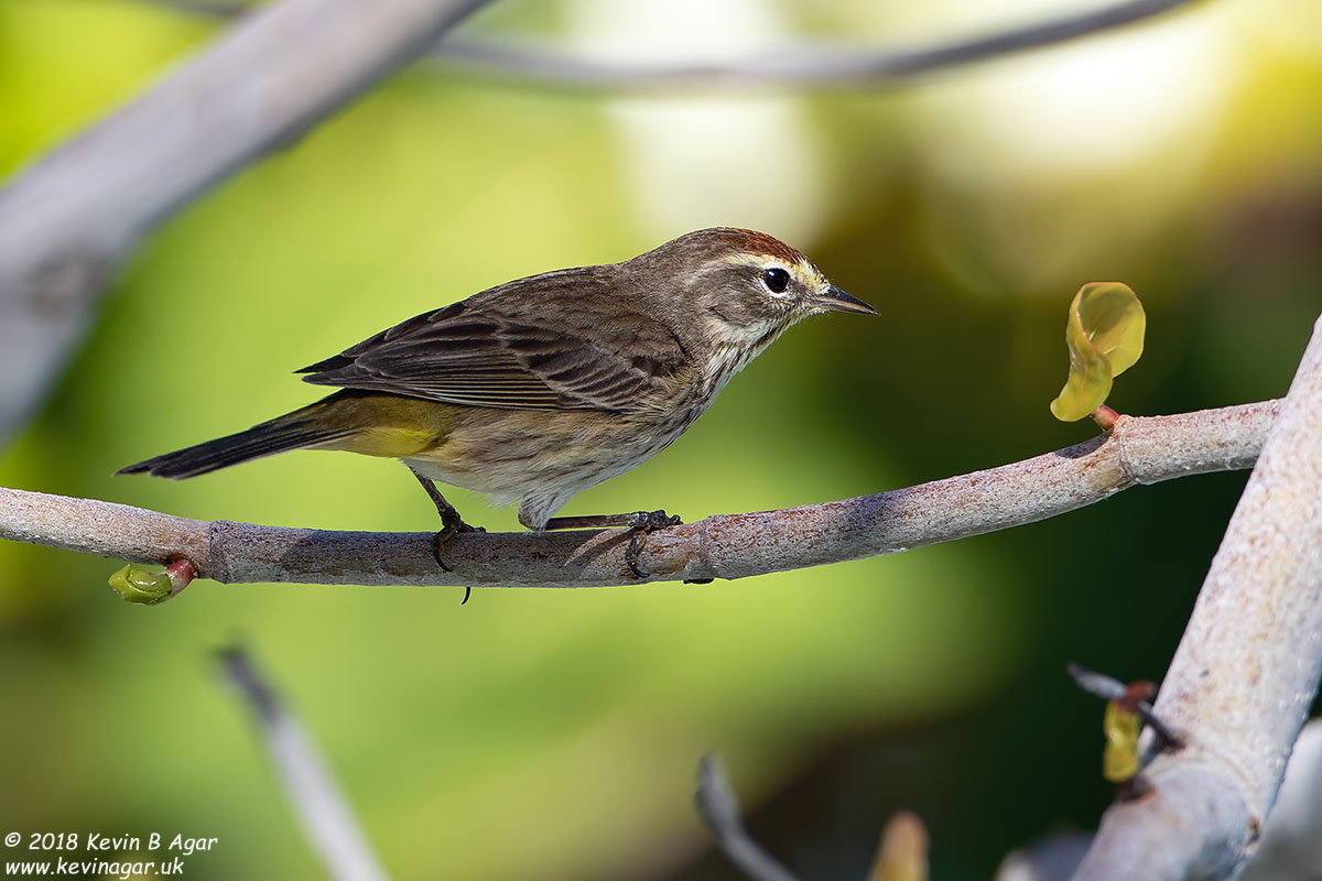 7D2_5366.jpg 7D2_5366.jpg